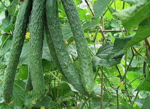 每天都在爬墙吃瓜