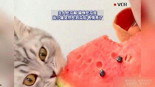 瓜猫咪可以吃吗