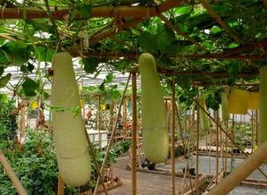 梦见在瓜园里吃瓜,瓜园里的甜蜜诱惑