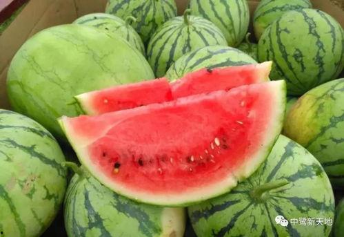 舞蹈瓜瓜吃瓜,舞蹈界的甜蜜诱惑与欢乐盛宴