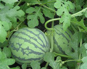 孕妇可以吃交瓜