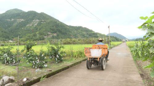 青田吃瓜母子,一场引发热议的街头奇观