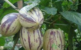 吃茄瓜会湿热吗,揭秘茄瓜是否会导致湿热体质