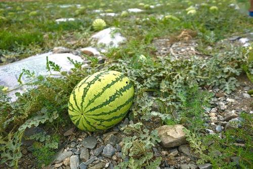 怎么最近都在吃瓜,揭秘近期热门“吃瓜”事件