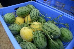 润土吃瓜群,揭秘网络社交圈的趣味与争议