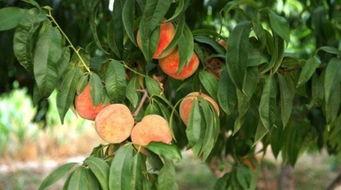 水蜜桃吃瓜视频,揭秘娱乐圈幕后真相