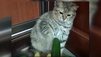 猫咪吃洋瓜,探索猫咪新口味