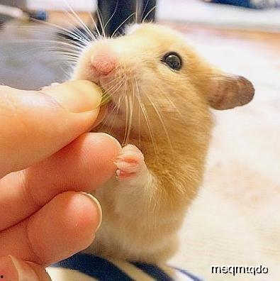 钱鼠吃瓜