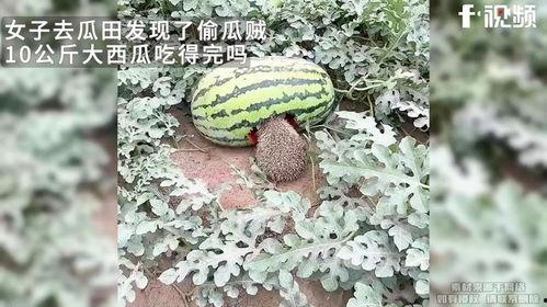 去哪里偷瓜吃