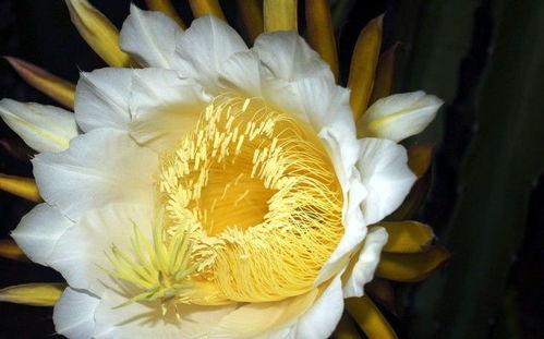 吃瓜霸王花结婚,浪漫时刻定格永恒