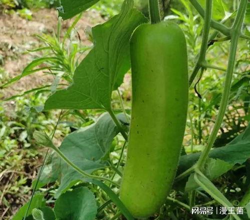 晚上吃瓜有什么,揭秘晚间吃瓜的乐趣与奥秘