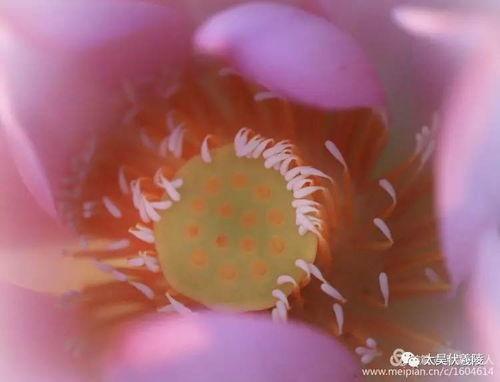 吃瓜照怎么拍月亮,创意吃瓜照中的月亮拍摄技巧揭秘