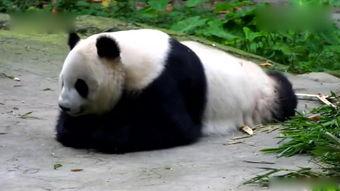 熊猫摇头摆件吃瓜,萌态可掬的吃瓜神器