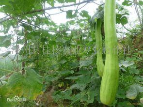 砍瓜吃的危害视频,警惕这些食品安全隐患