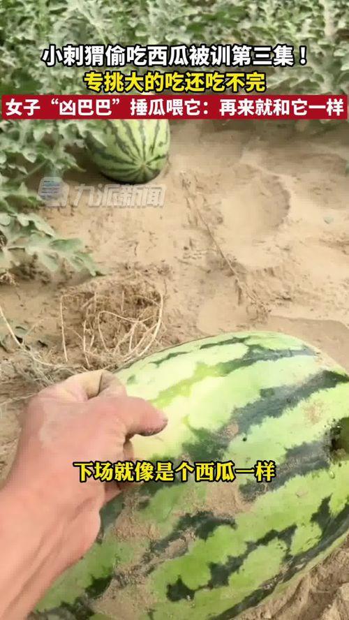 新疆和田吃瓜,瓜果飘香，尽享甜蜜时光