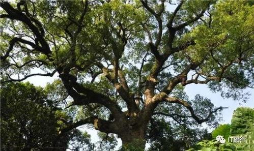 吃树瓜山歌,探寻民间音乐的绿色宝藏