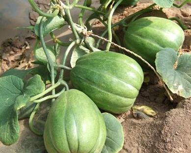 老恭吃瓜,揭秘娱乐圈幕后故事