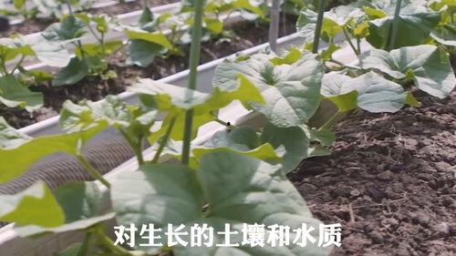 吃瓜最近有什么瓜,揭秘近期热点事件