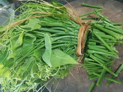 只吃苗不吃瓜的佛手瓜,瓜韵悠长——佛手瓜的独特魅力