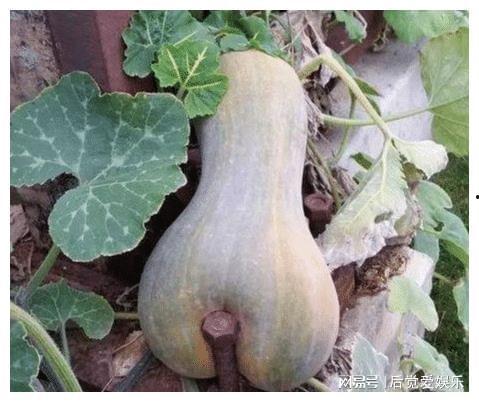 老鼠瓜的心可以吃吗,能否食用之谜揭秘