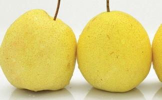 减肥可以吃雪梨瓜吗