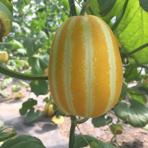 外国瓜在哪吃,探索外国瓜果的独特食用体验