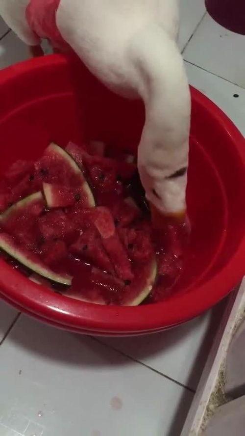 大鹅鹅吃瓜,一场舌尖上的盛宴