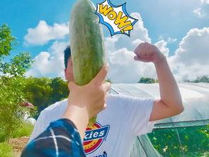 吃瓜大网红,揭秘幕后故事与热门话题